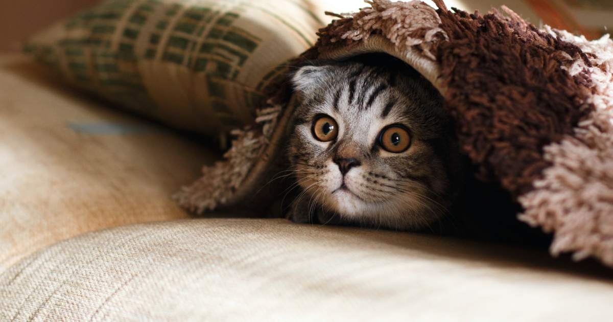 gattino grigio sotto la coperta